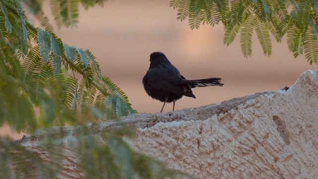 Buztantente beltza - ML646736687