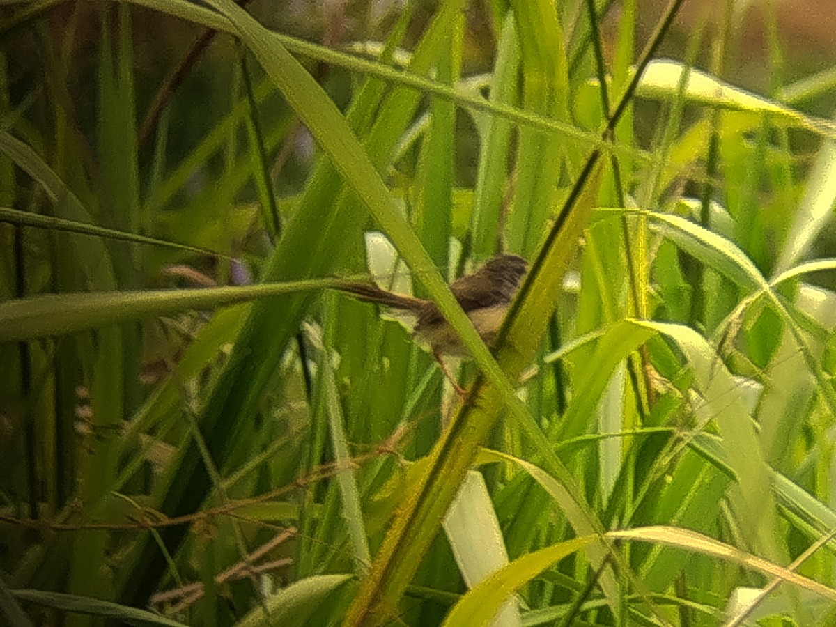 Принія жовточерева - ML646736688