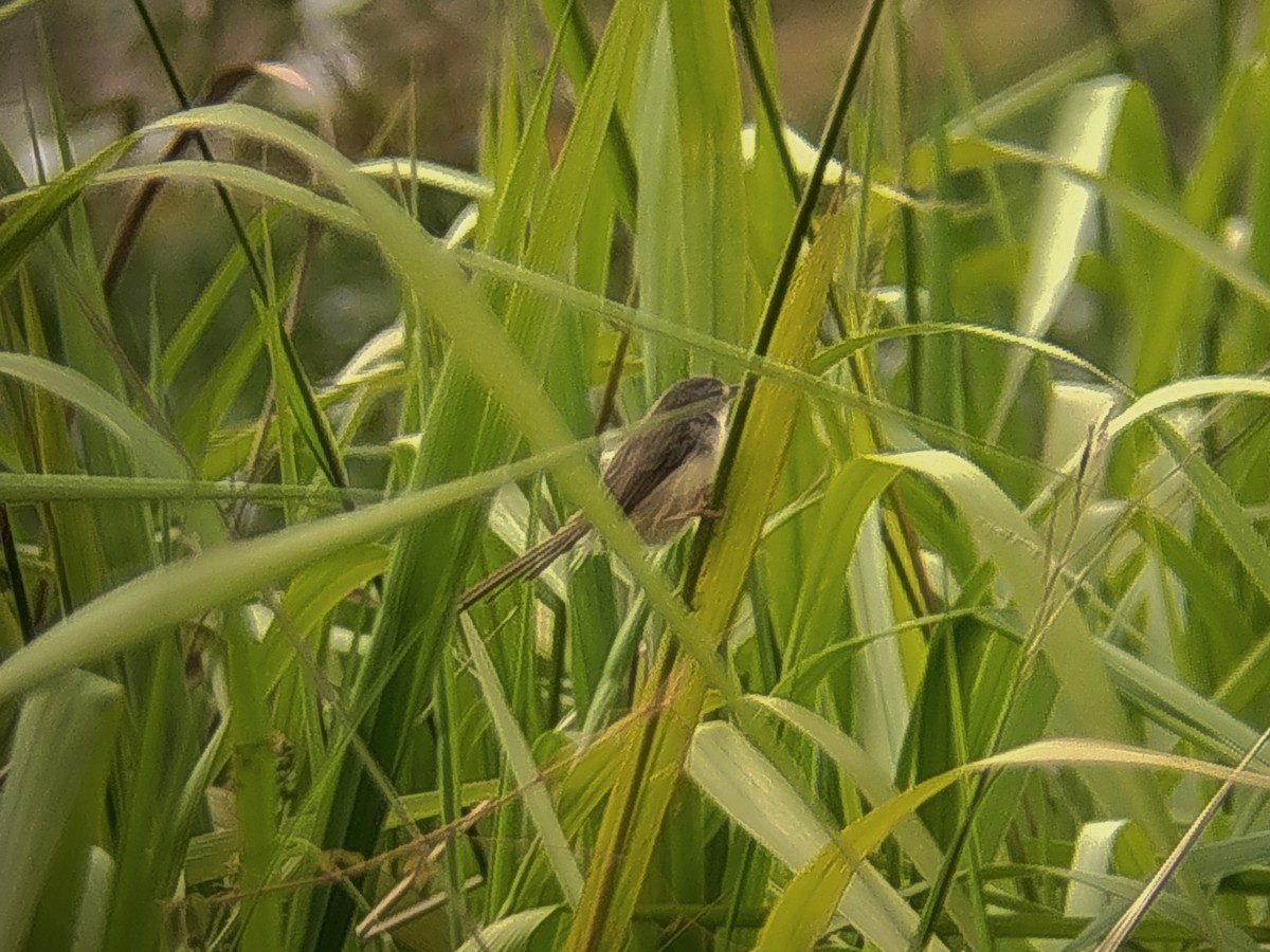 Принія жовточерева - ML646736689