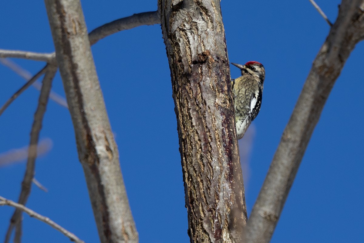Yellow-bellied Sapsucker - ML646736690