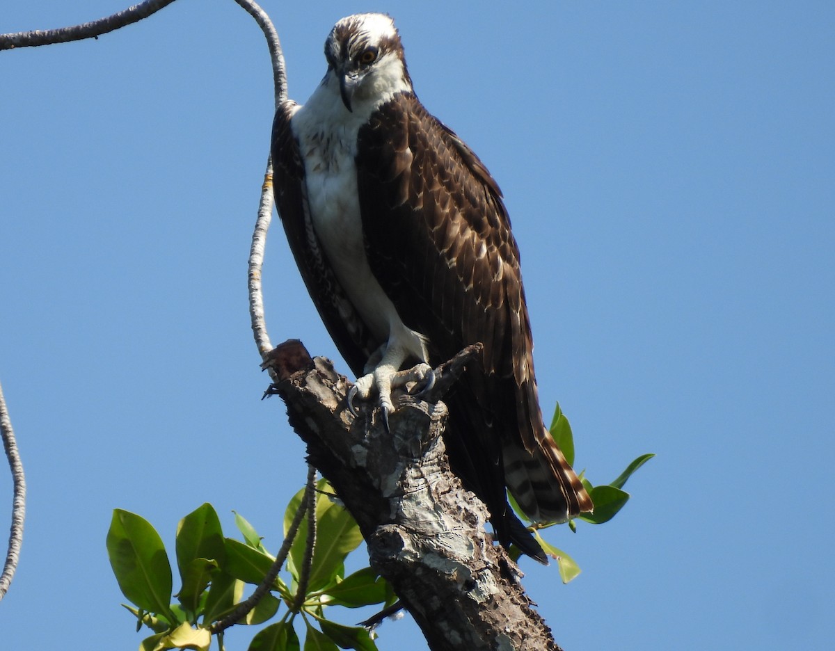 Скопа західна - ML646736691