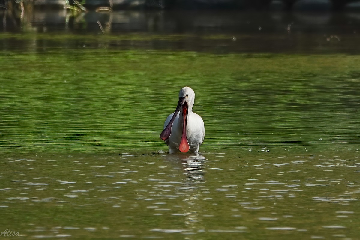 Косар білий - ML646736695