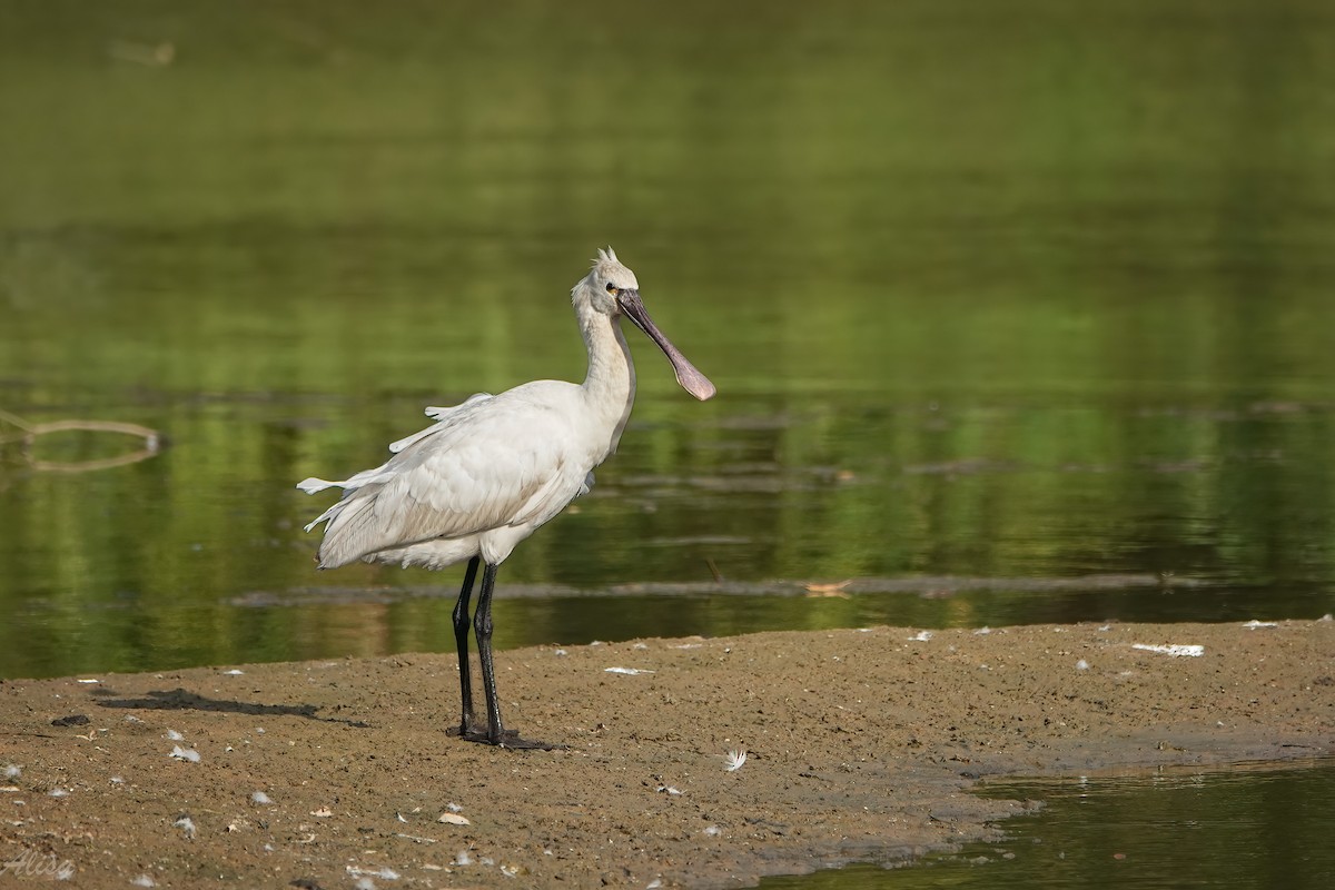 Косар білий - ML646736696