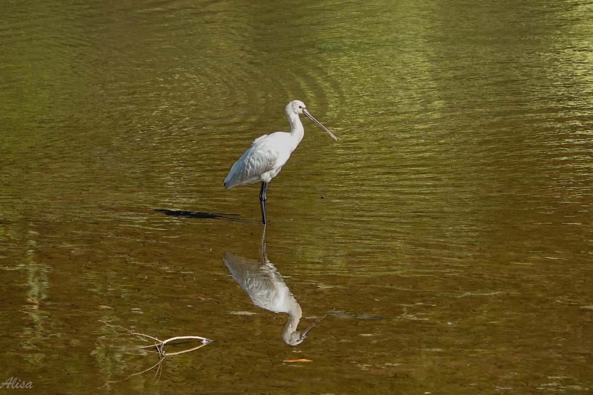 Косар білий - ML646736697