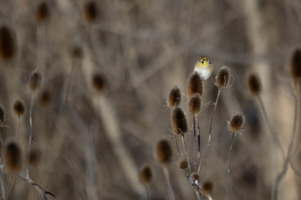 Чиж золотий - ML646736698