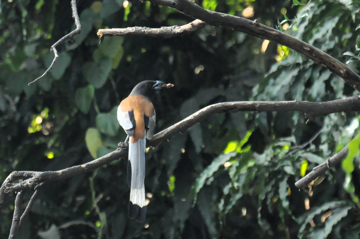 Вагабунда світлокрила - ML646736699