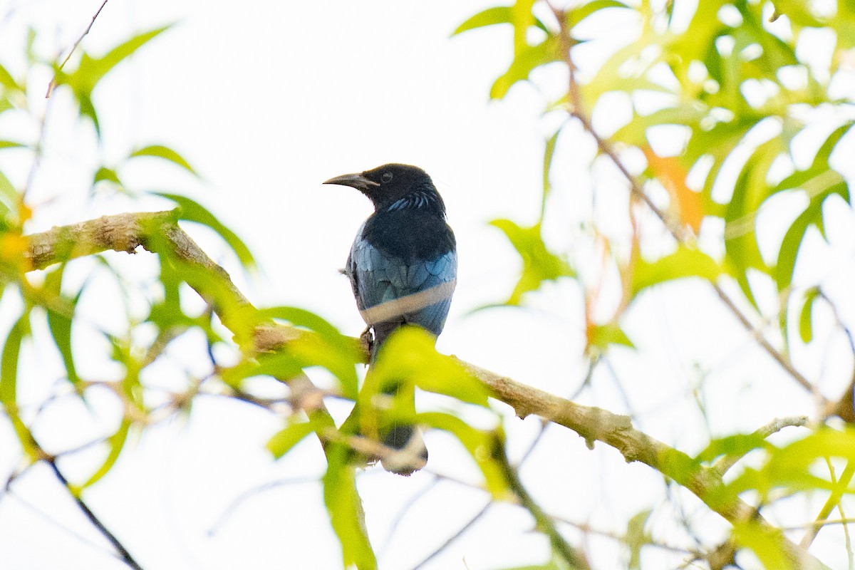 Дронго лірохвостий - ML646736700