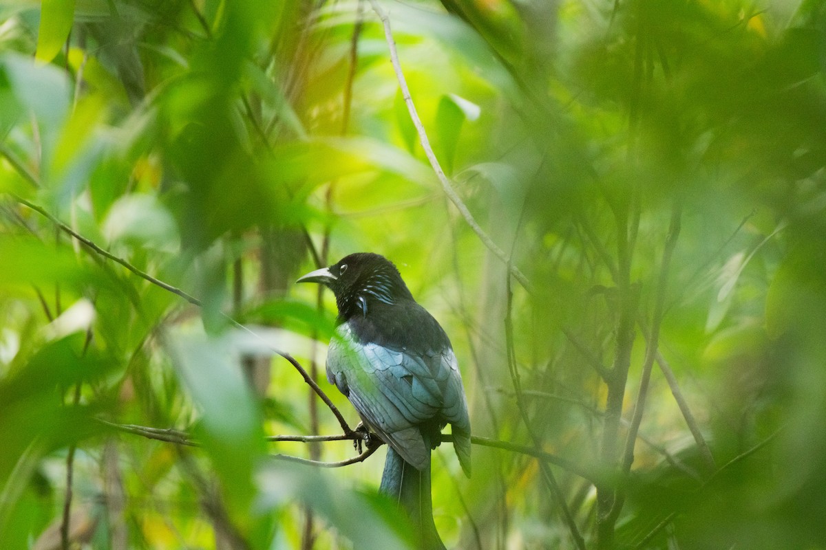 Дронго лірохвостий - ML646736701