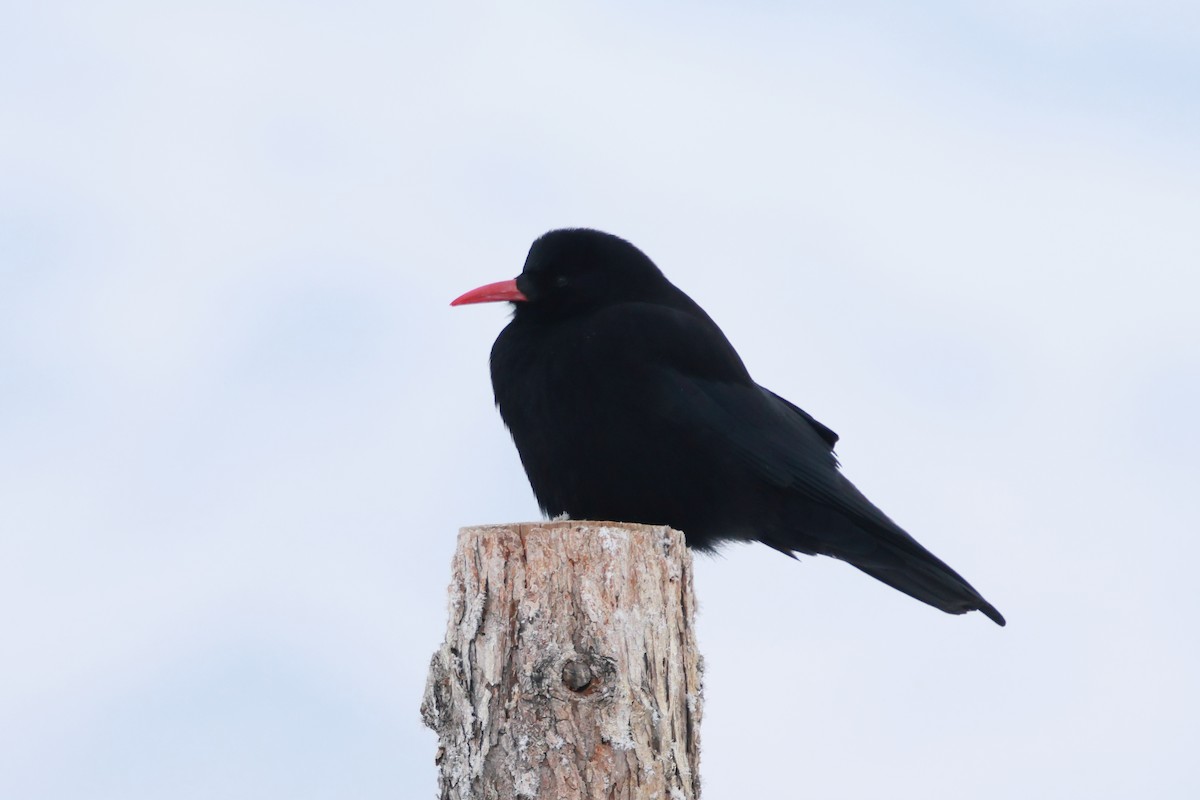 Галка альпійська червонодзьоба - ML646736702
