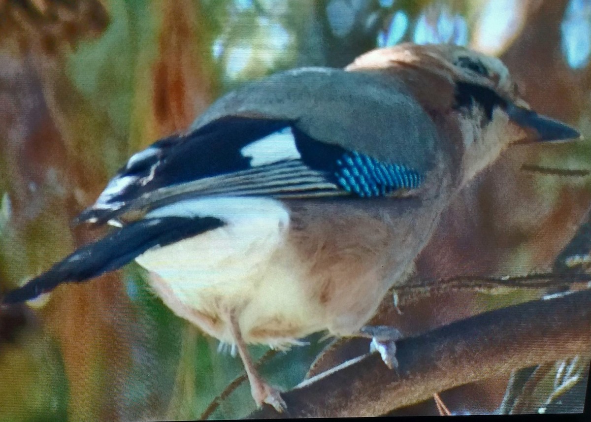 Сойка звичайна - ML646736703