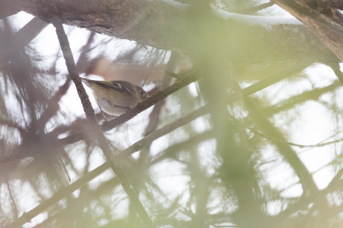 Ruby-crowned Kinglet - ML646736704