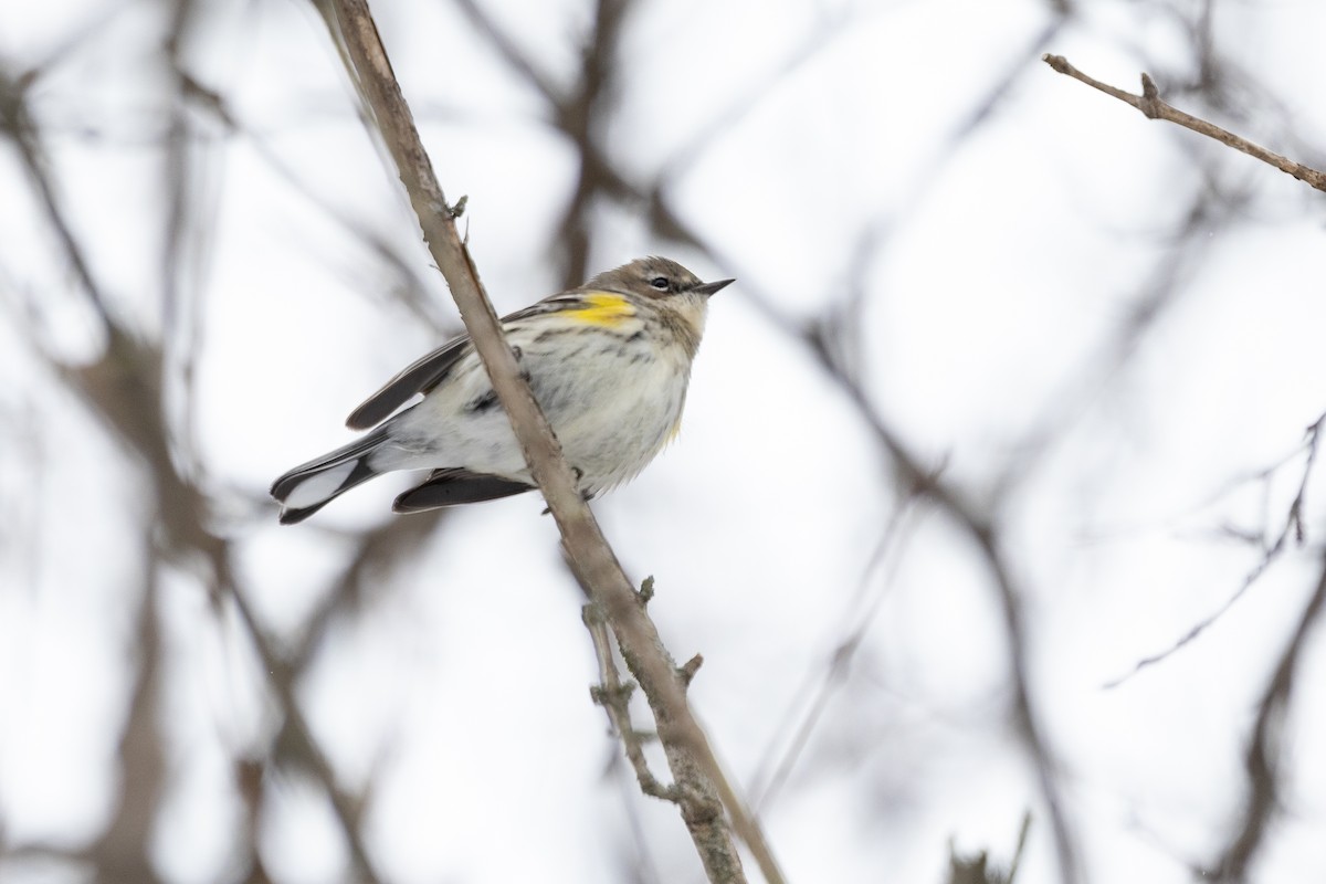 Yellow-rumped Warbler (Myrtle) - ML646736706