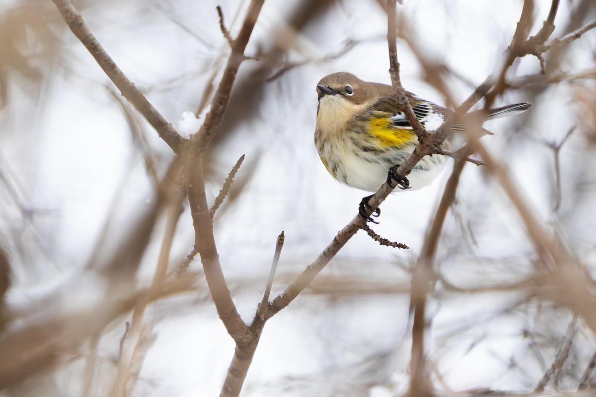 Yellow-rumped Warbler (Myrtle) - ML646736707