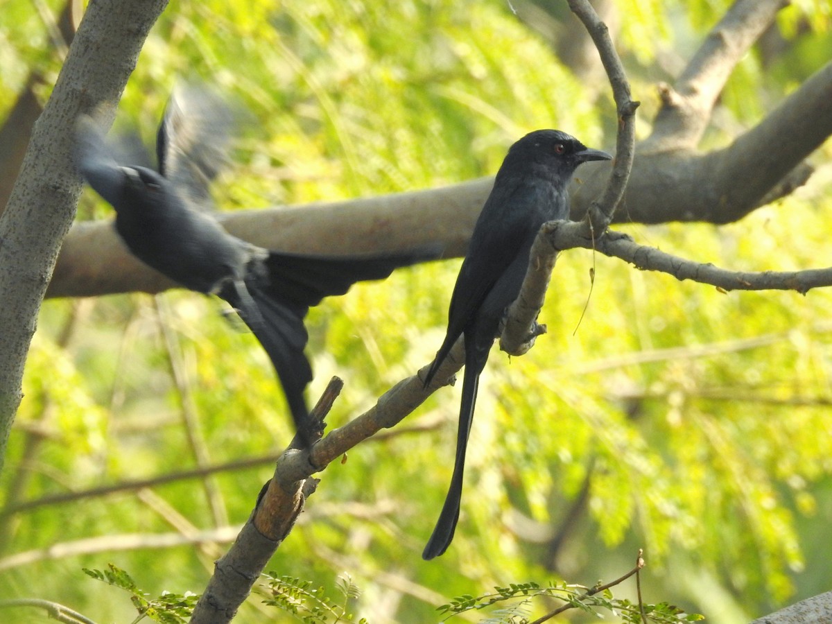 Graudrongo - ML646736709