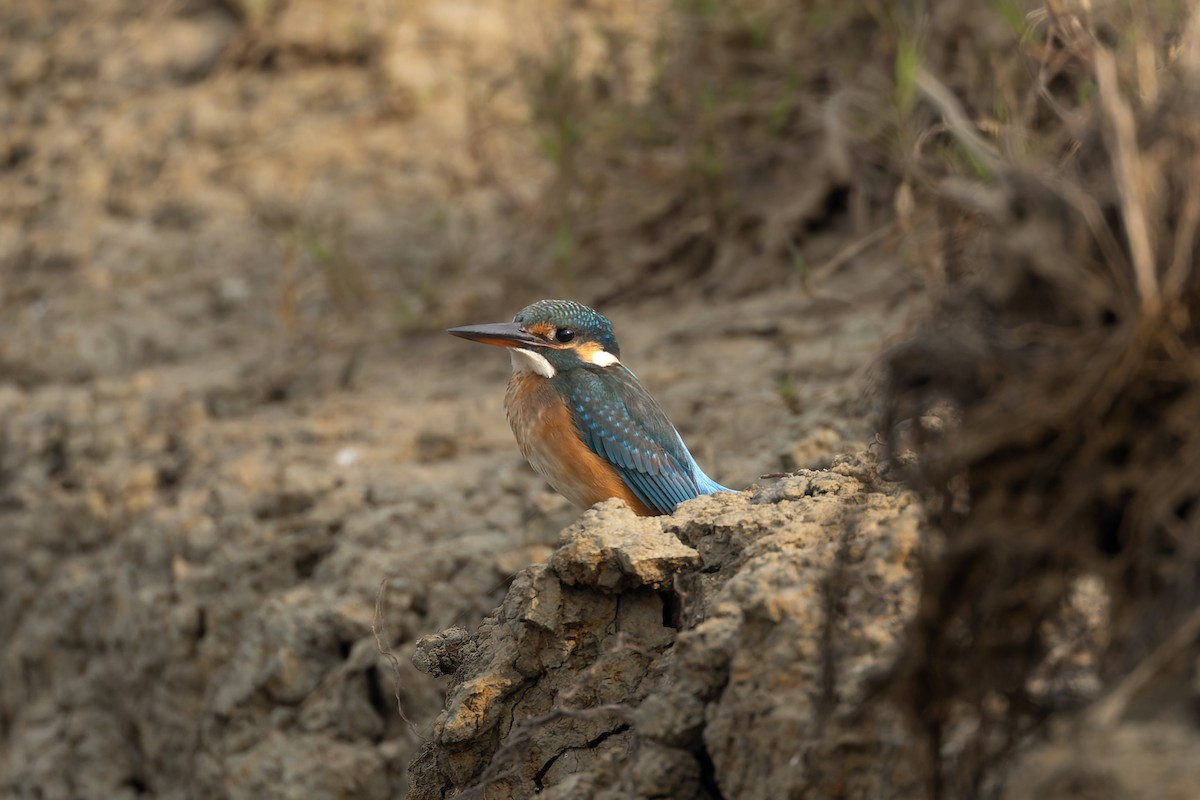 Рибалочка блакитний - ML646736710