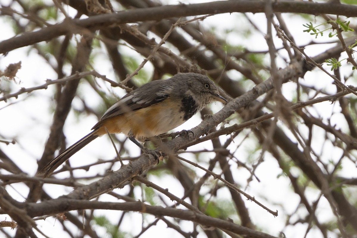 Banded Parisoma - ML646736711