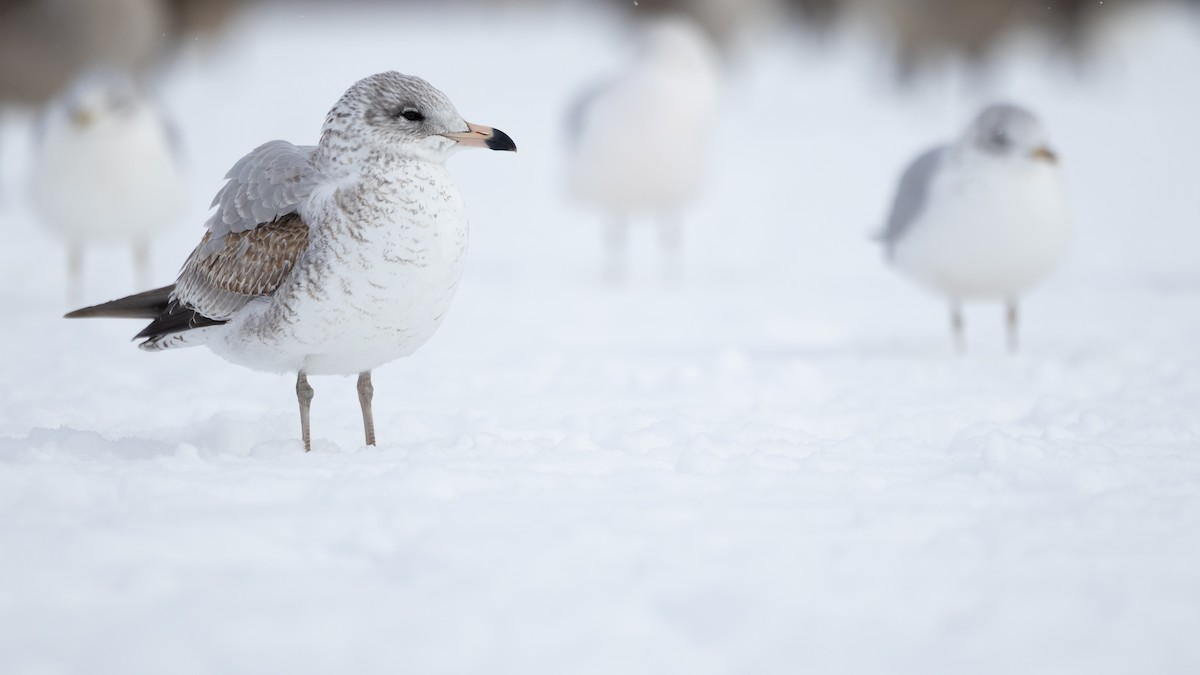 Мартин делаверський - ML646736713