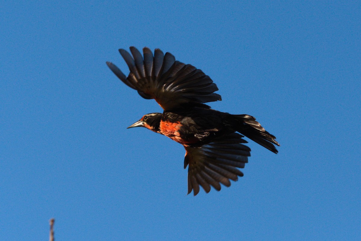 Long-tailed Meadowlark - ML646736716