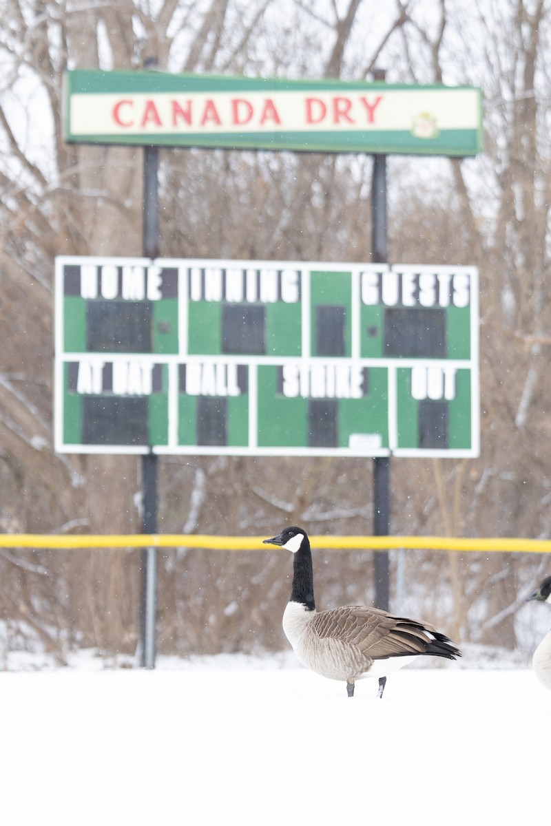 Canada Goose - ML646736727