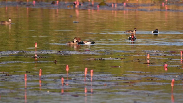 Red-crested Pochard - ML646736728