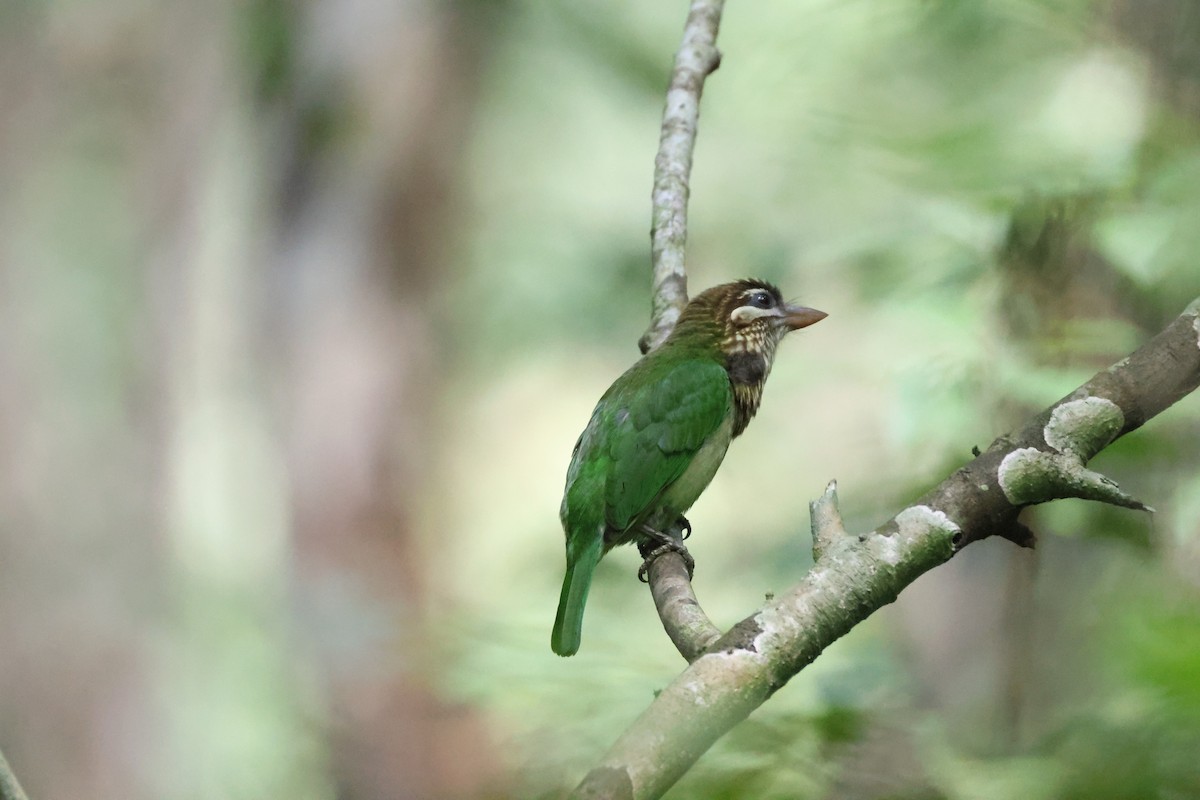 White-cheeked Barbet - ML646736730