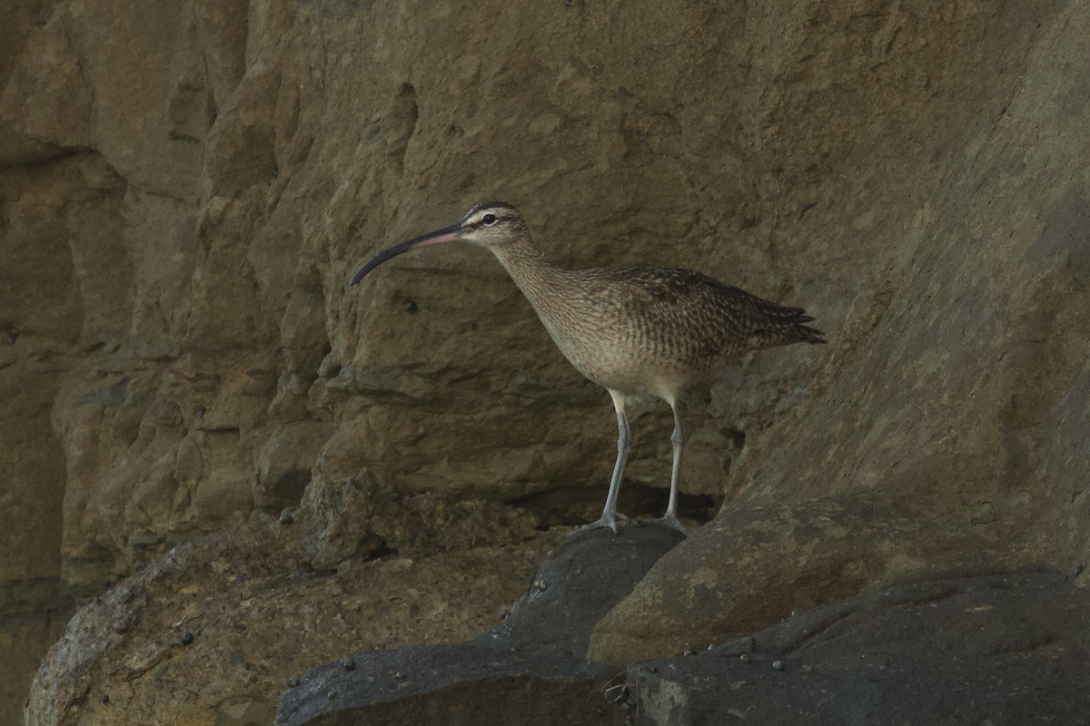 Hudsonbrachvogel - ML646736736