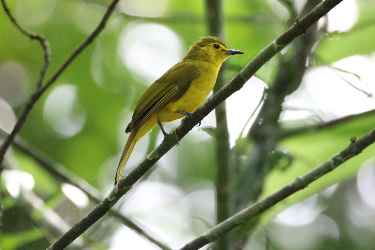 Yellow-browed Bulbul - ML646736739
