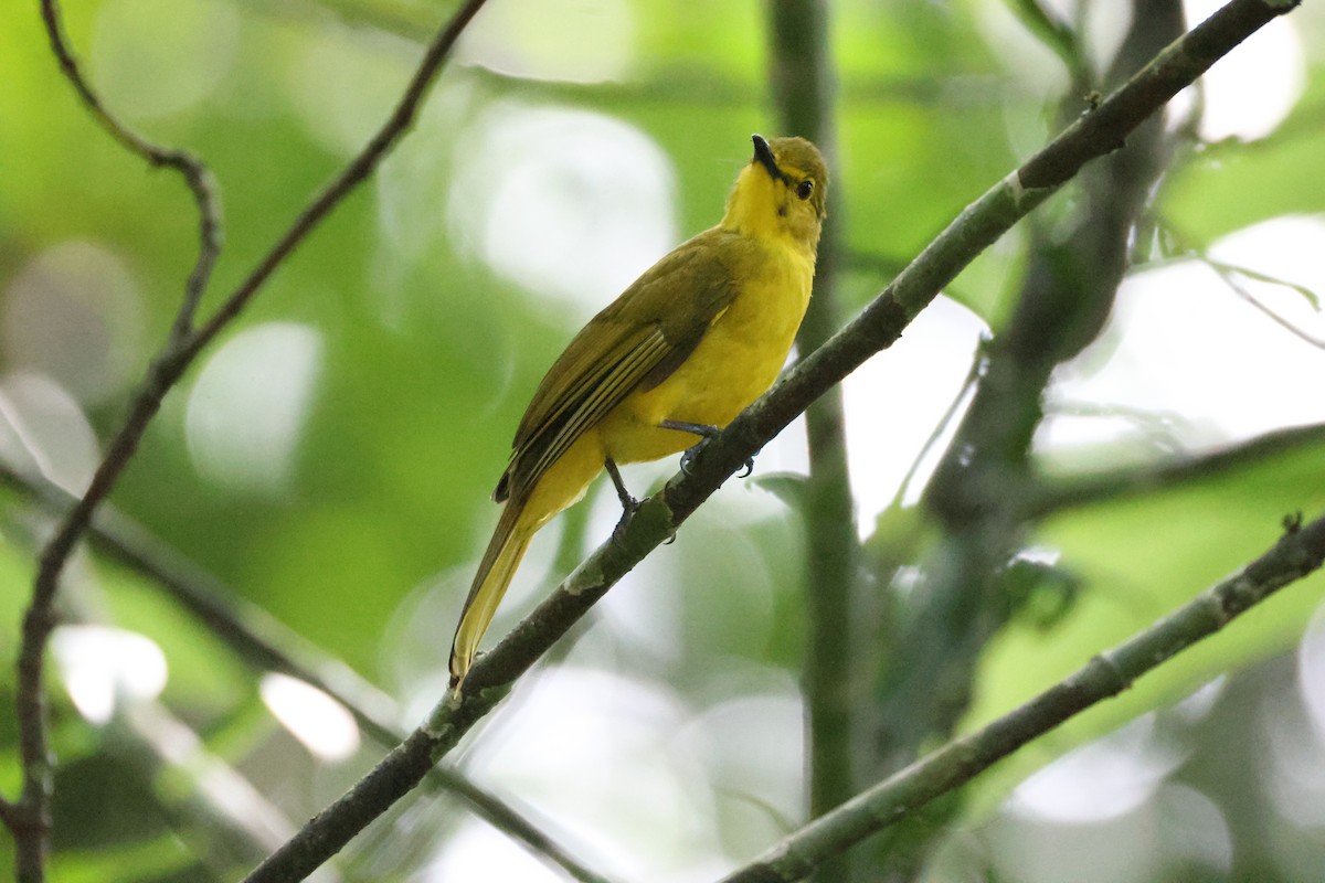 Yellow-browed Bulbul - ML646736740