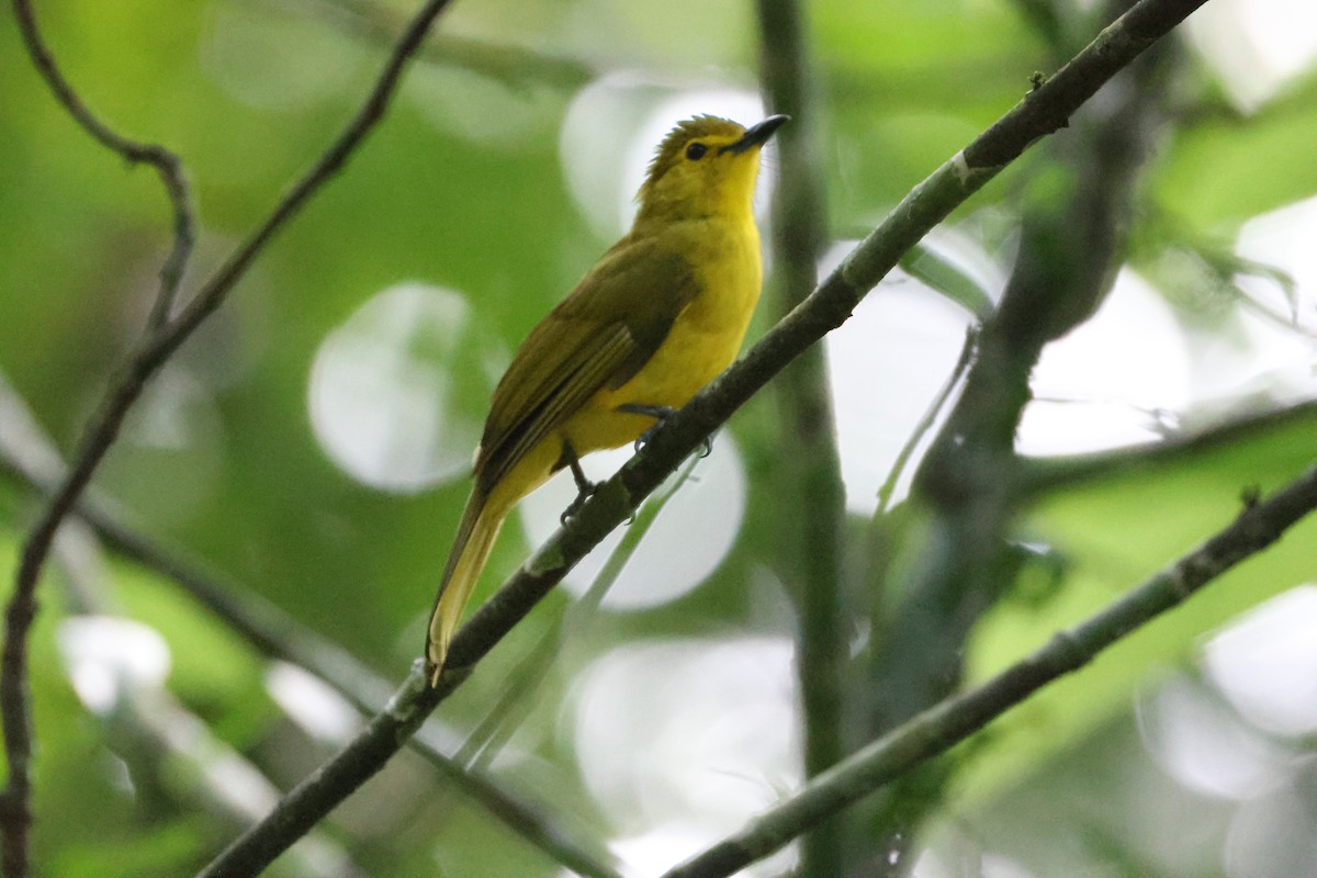 Yellow-browed Bulbul - ML646736741