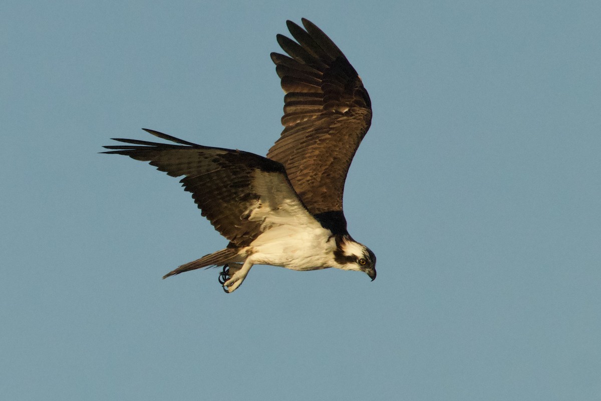 Fischadler - ML646736755