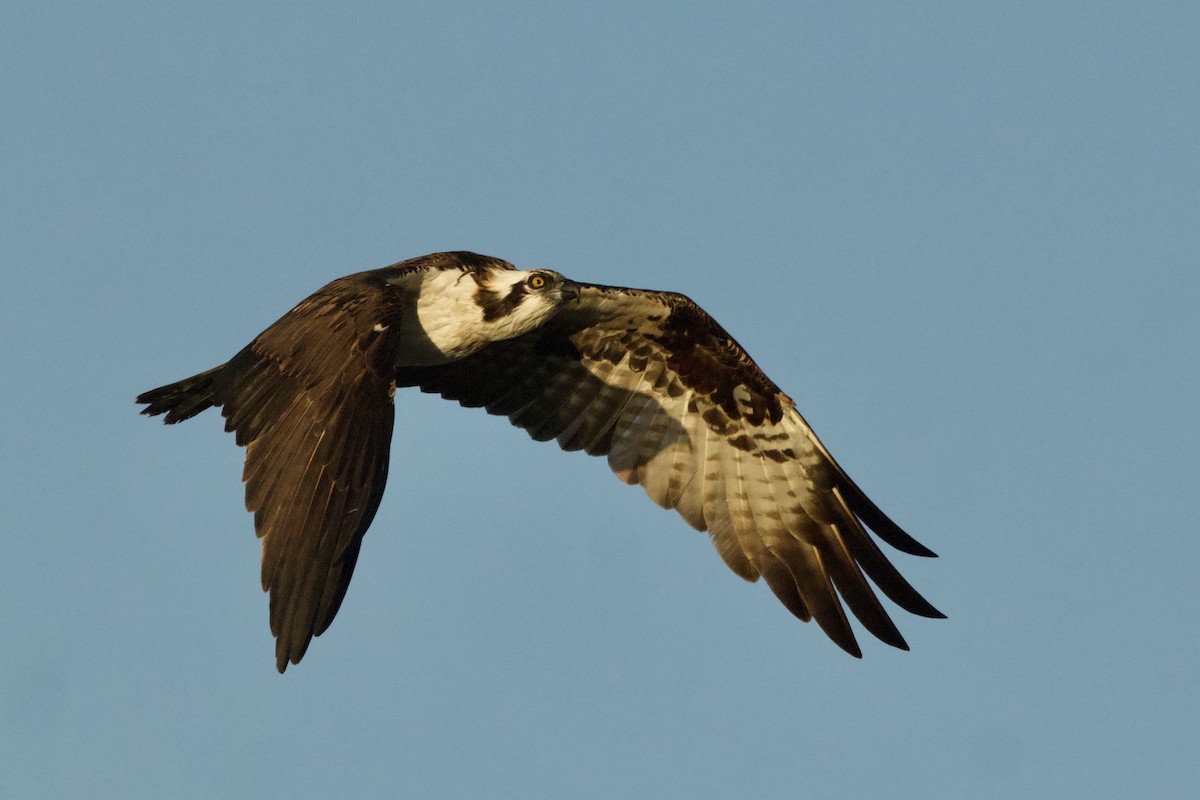 Fischadler - ML646736756