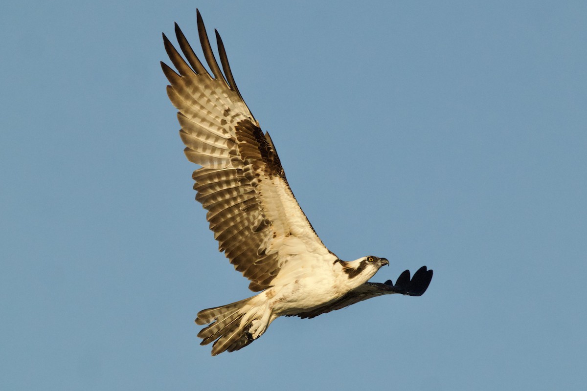 Fischadler - ML646736757