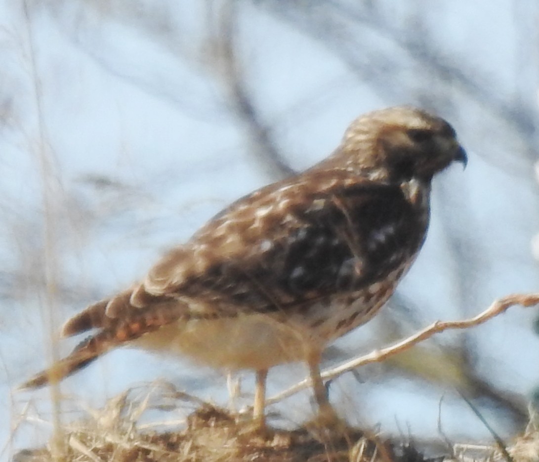 Kızıl Omuzlu Şahin - ML646736758