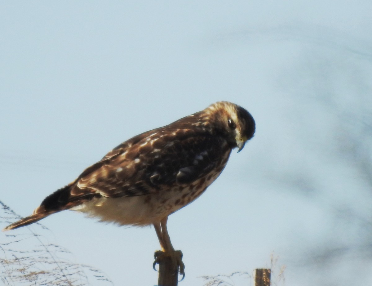 Kızıl Omuzlu Şahin - ML646736759