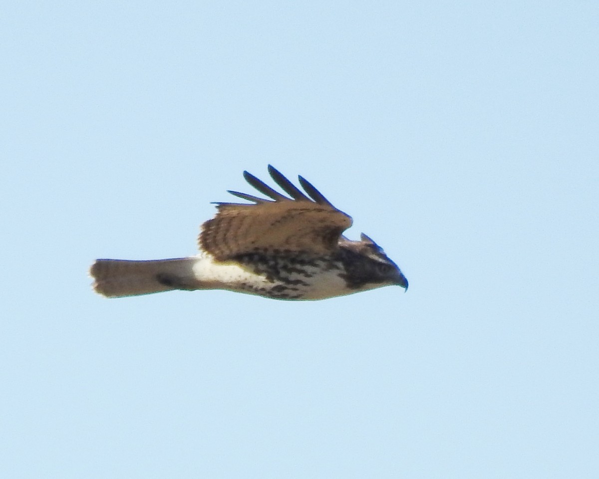 Kızıl Kuyruklu Şahin - ML646736767