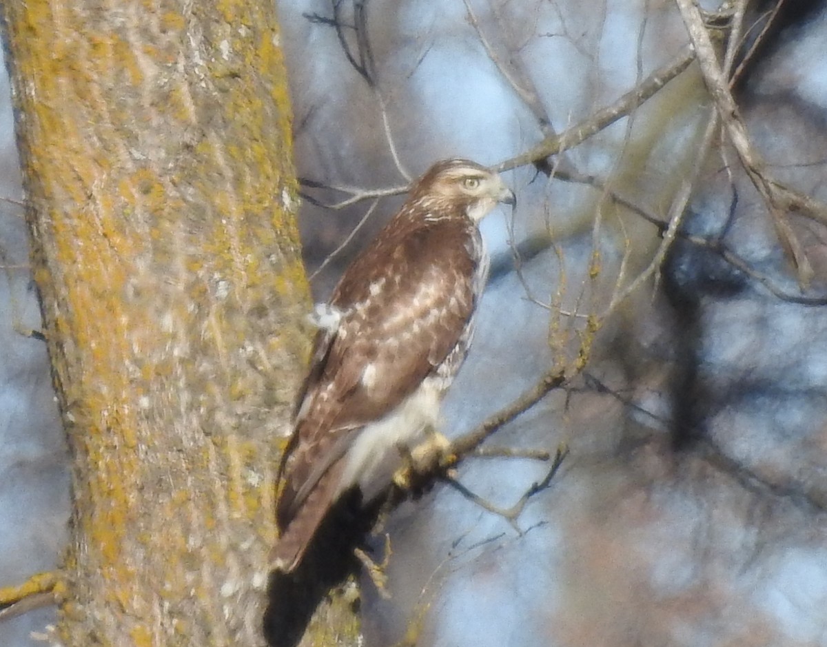 Kızıl Kuyruklu Şahin - ML646736768