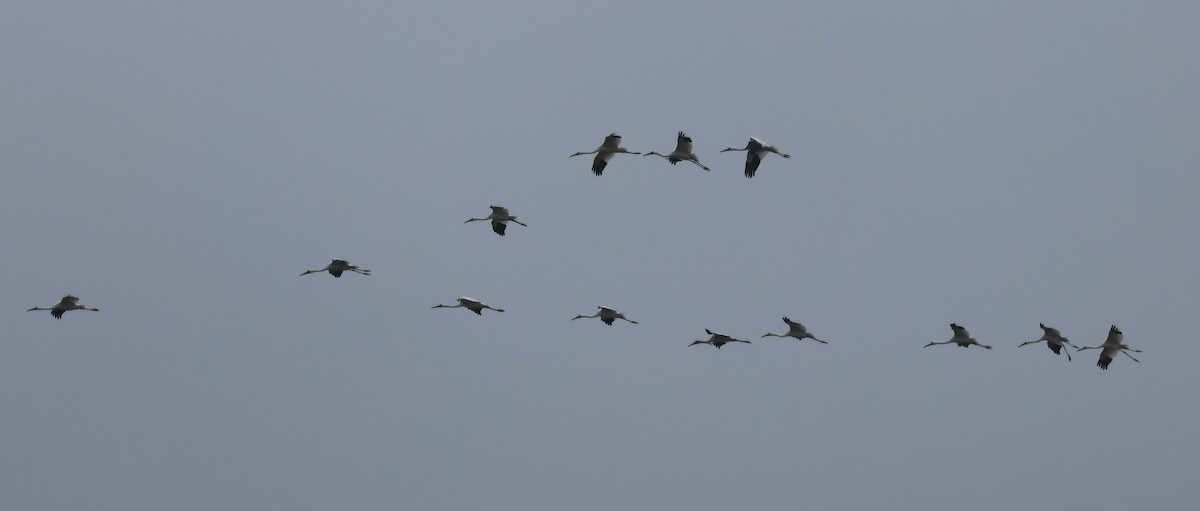 白鶴 - ML646736774