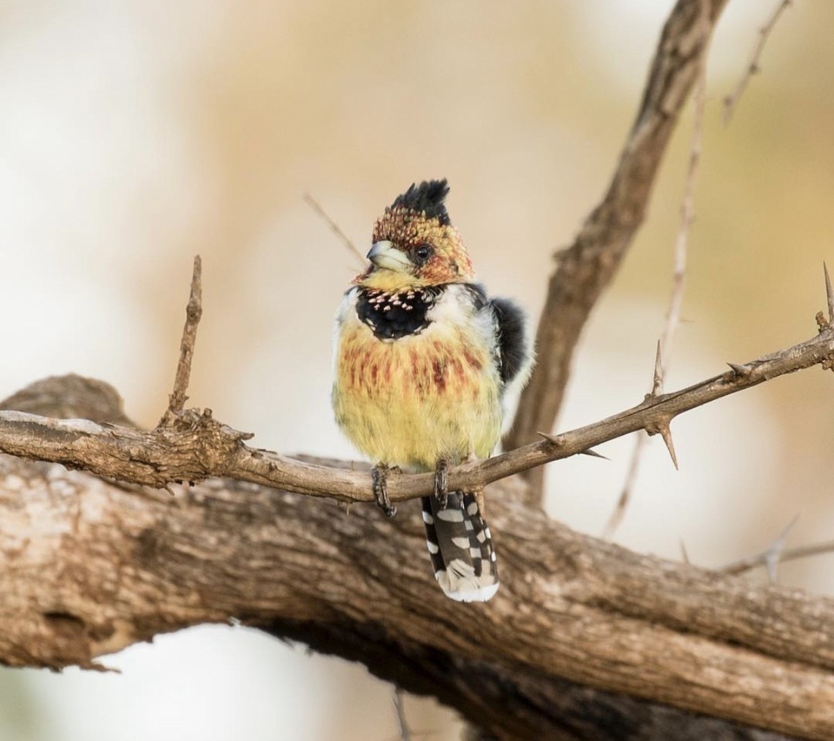 Crested Barbet - ML646736777