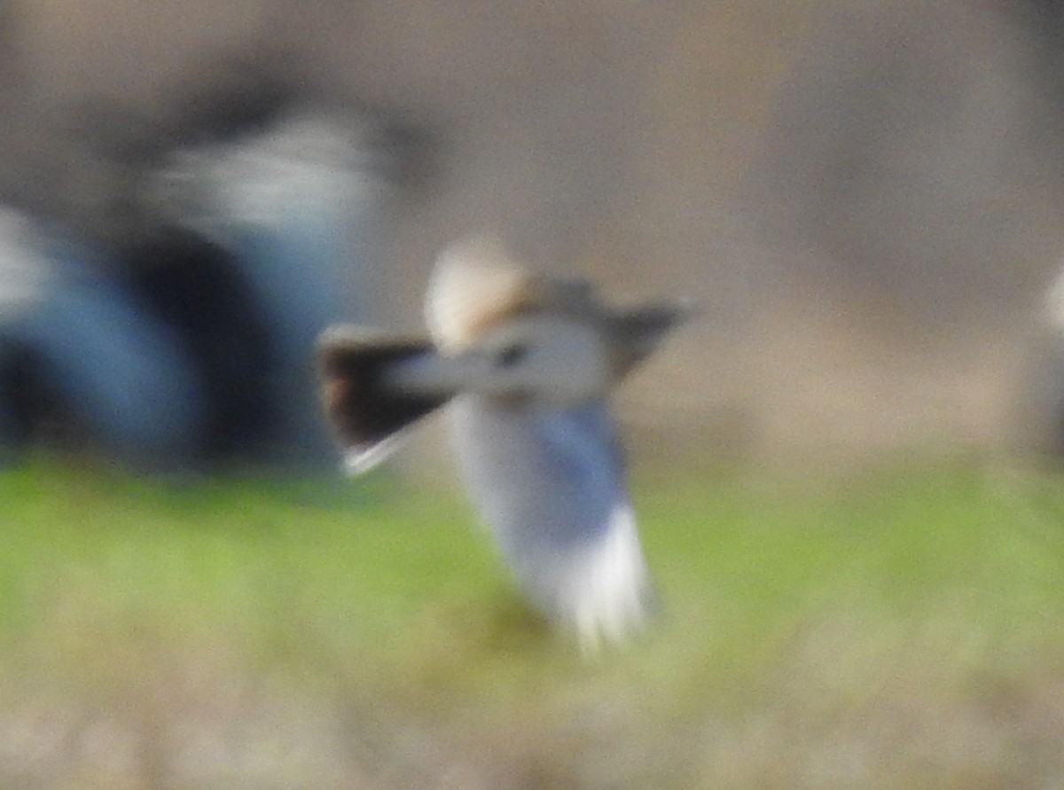 Kulaklı Toygar - ML646736778