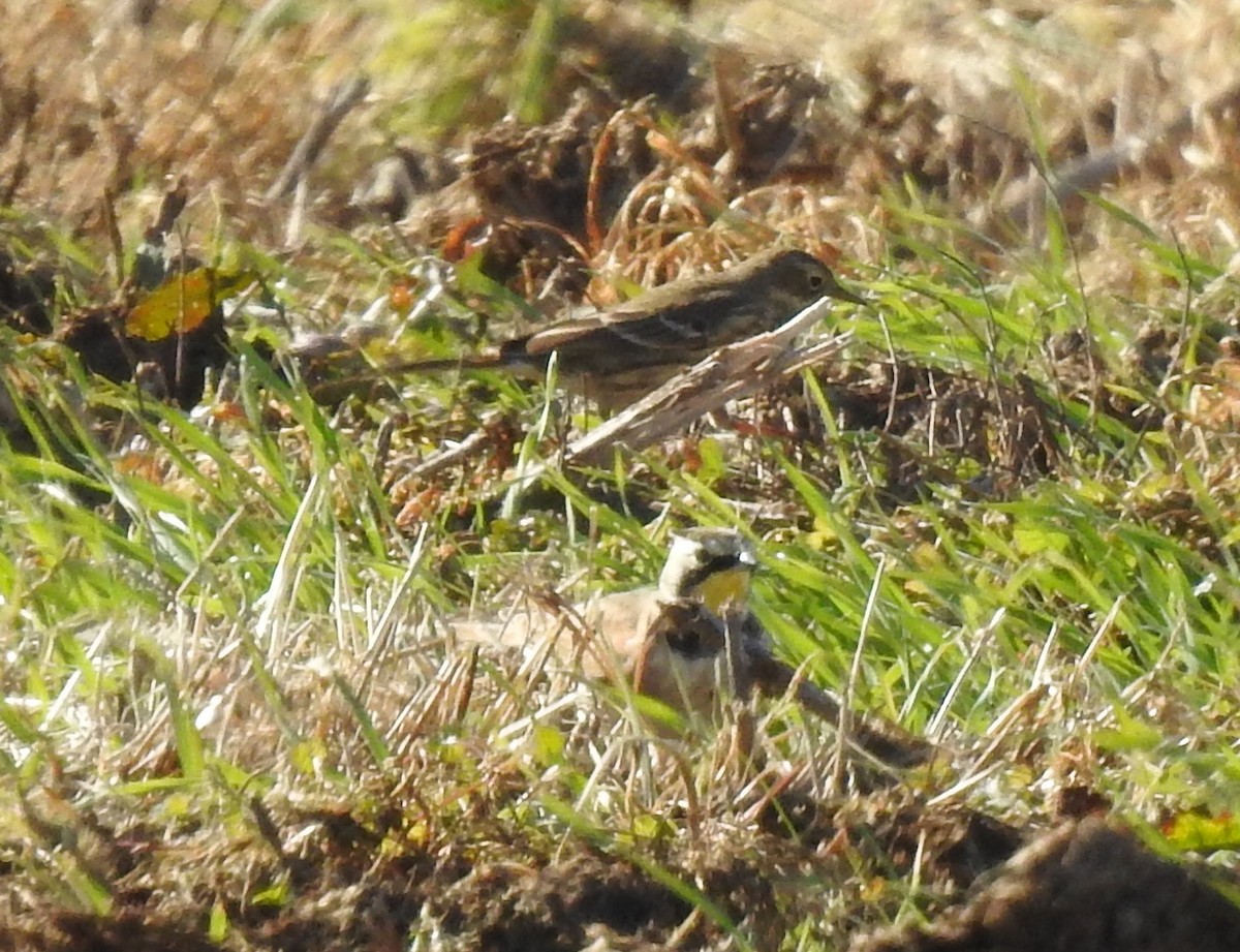 Kulaklı Toygar - ML646736779