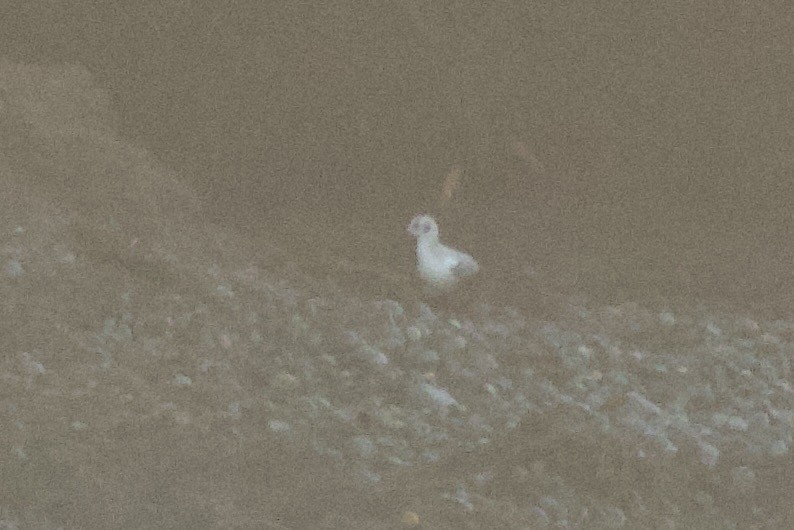 Bonapartemöwe - ML646736780