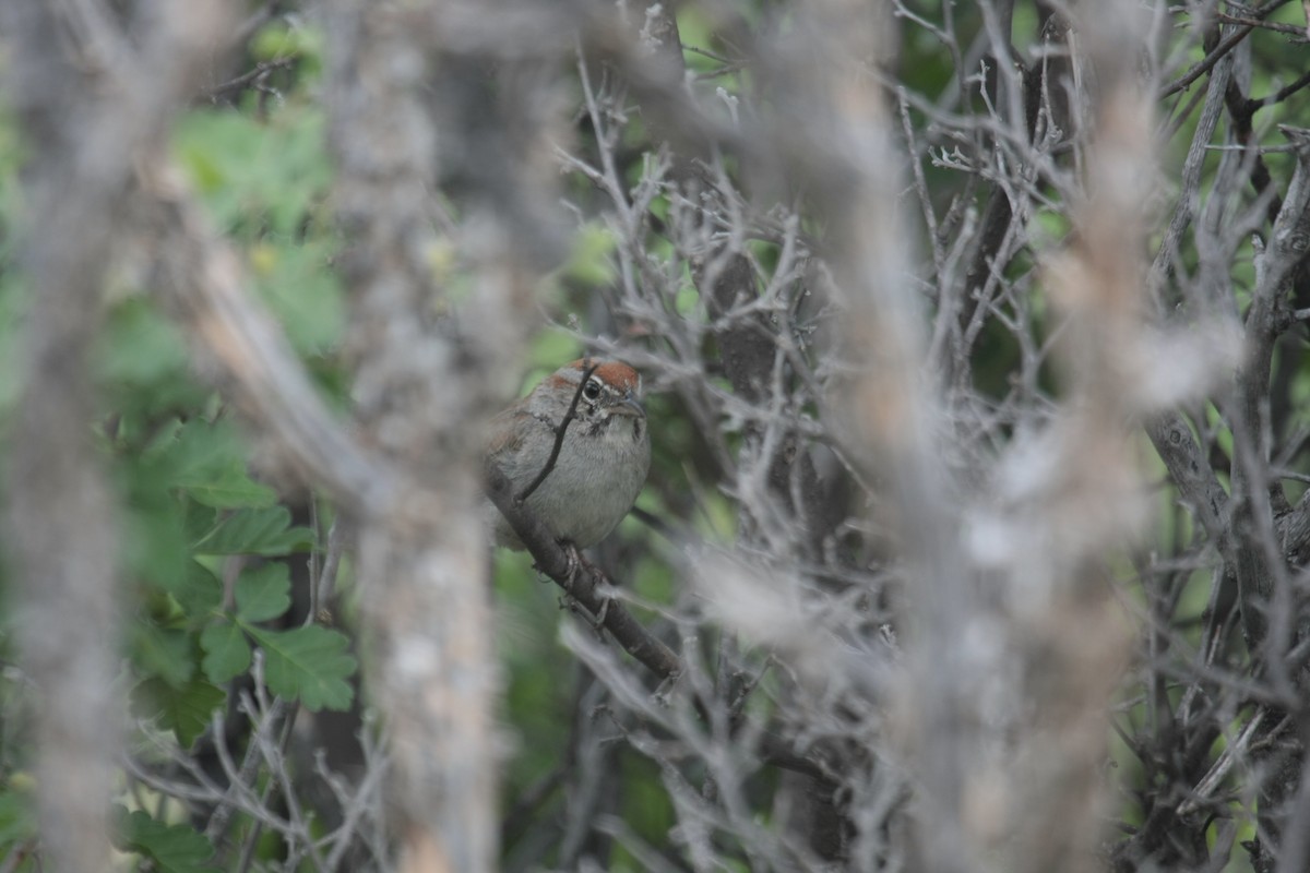 Rufous-crowned Sparrow - ML646736783