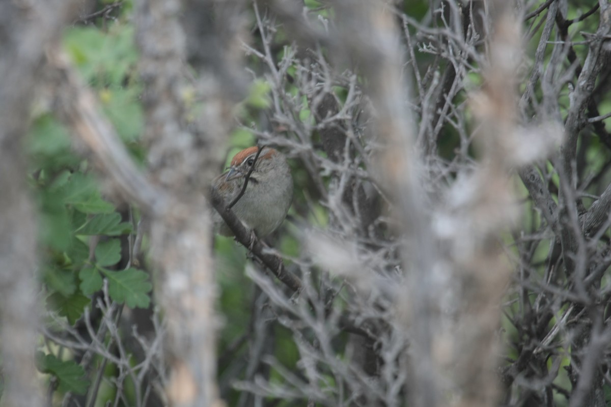 Rufous-crowned Sparrow - ML646736784