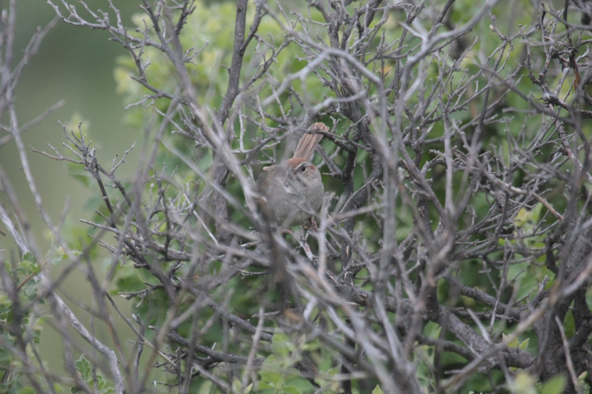 Rufous-crowned Sparrow - ML646736785