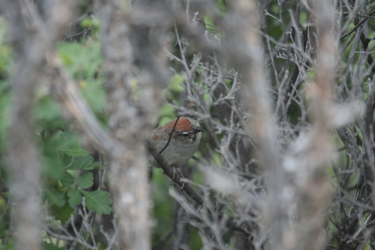 Rufous-crowned Sparrow - ML646736786