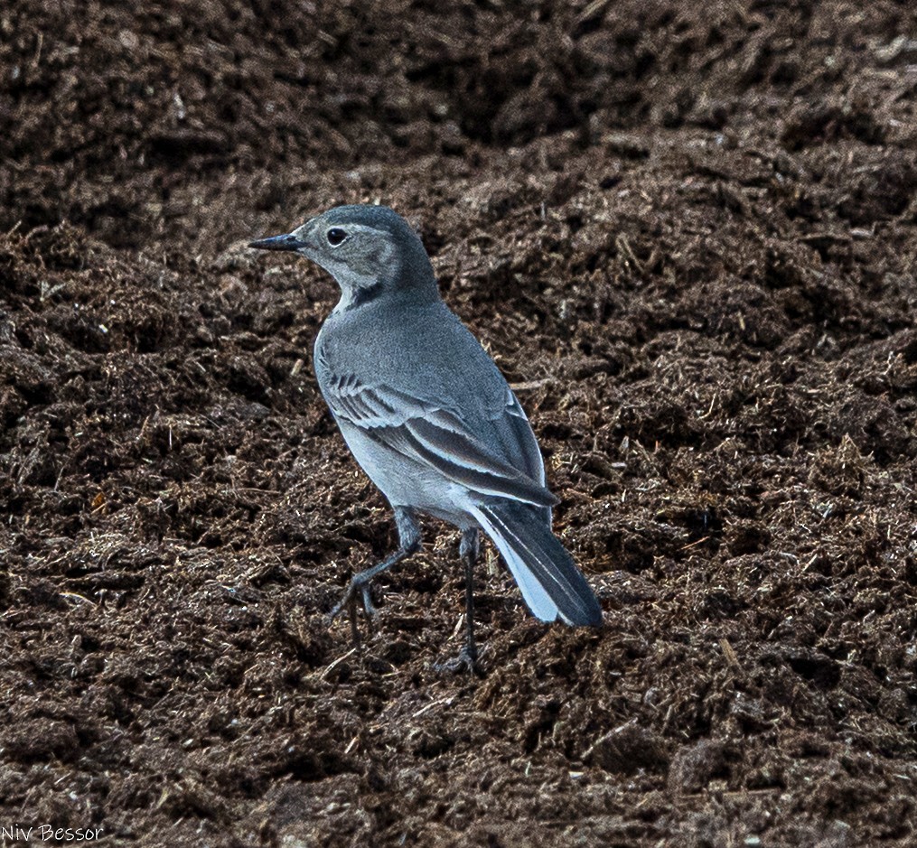 白鶺鴒 - ML646736787