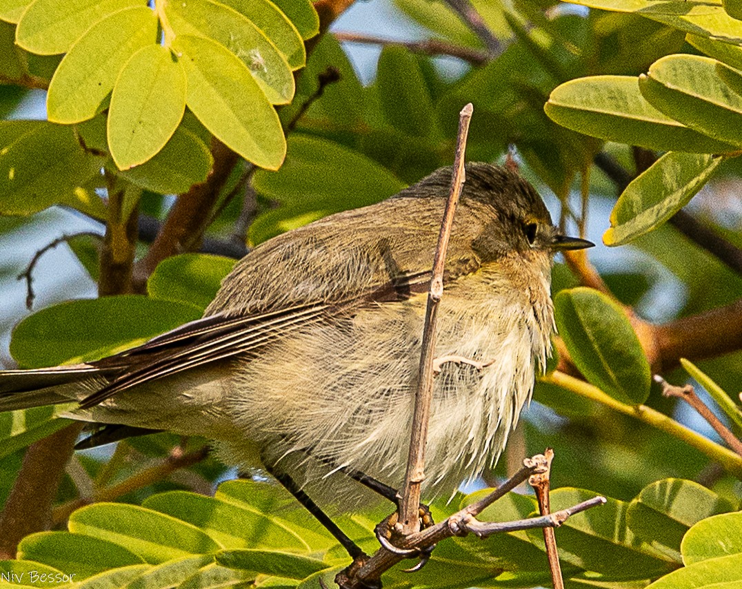 白鶺鴒 - ML646736788