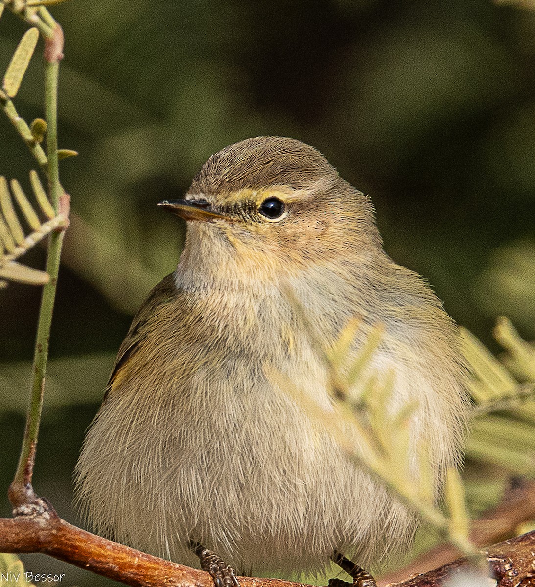 白鶺鴒 - ML646736789