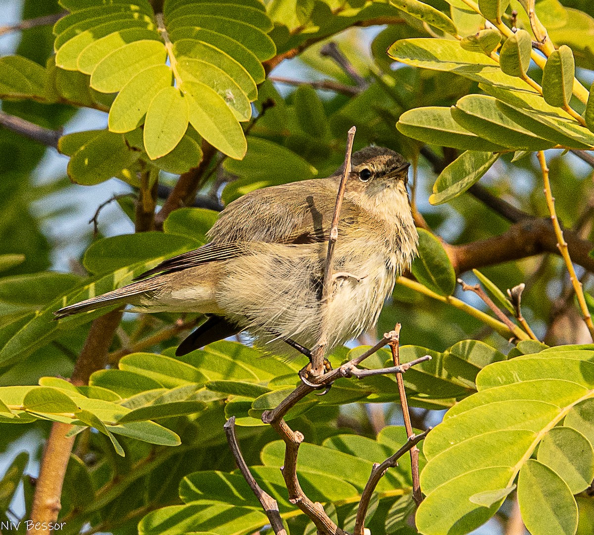 白鶺鴒 - ML646736790