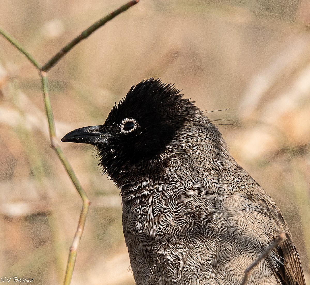 White-spectacled Bulbul - ML646736791